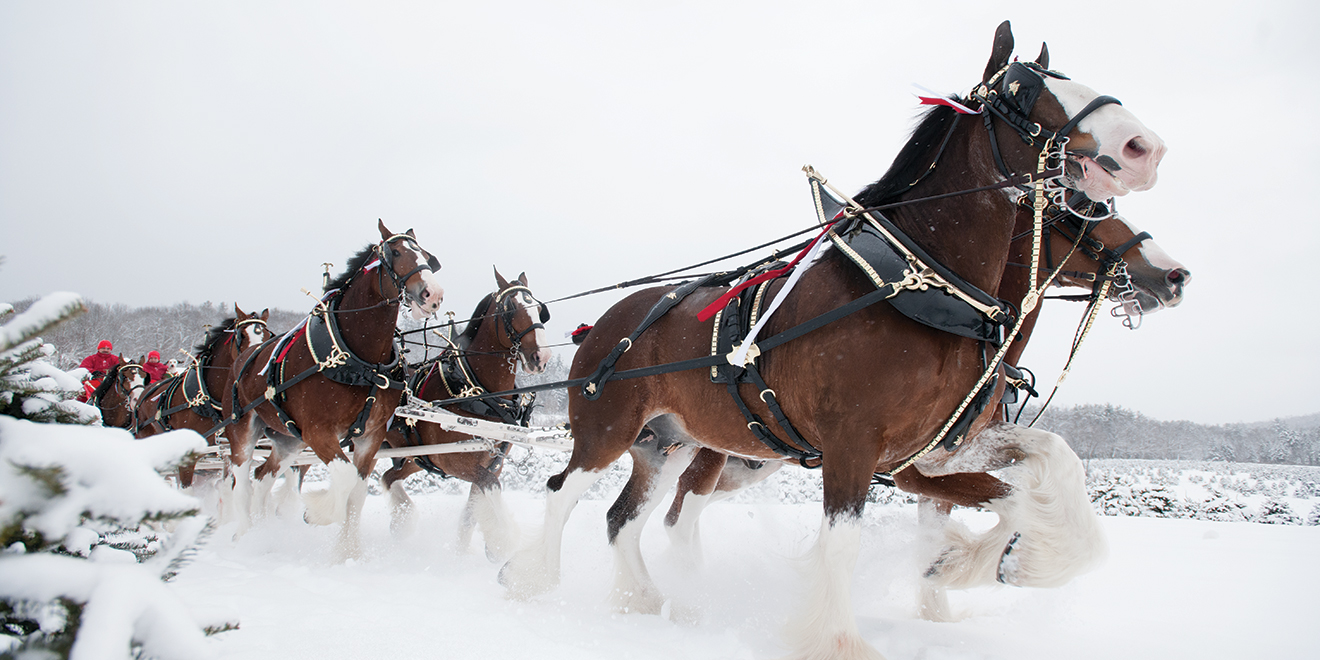 The Budweiser Clydesdale`s Christmas Special